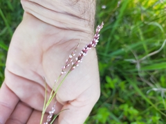Persicaria decipiens
