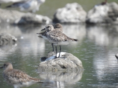 Pluvialis squatarola