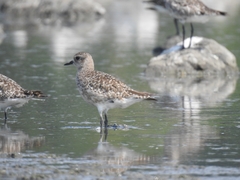 Pluvialis squatarola