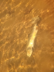 Oncorhynchus gorbuscha