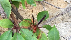 Polistes mexicanus