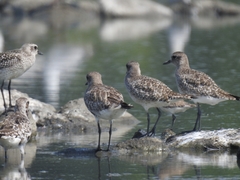 Pluvialis squatarola
