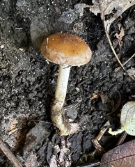 Hebeloma