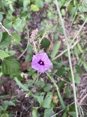 Ipomoea triloba