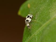 Psyllobora picta