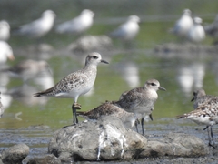 Pluvialis squatarola