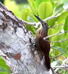 Xiphocolaptes promeropirhynchus