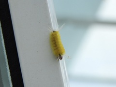 Lophocampa
