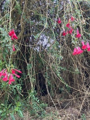 Cantua buxifolia