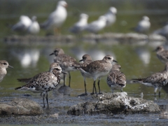 Pluvialis squatarola