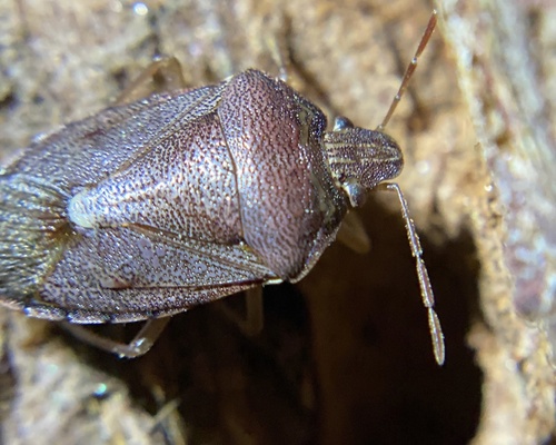 iNaturalist observation photo of Muddy Stink Bug
