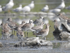 Pluvialis squatarola
