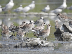 Pluvialis squatarola