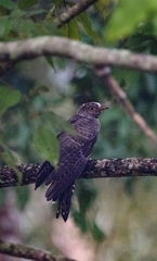 Cuculus poliocephalus