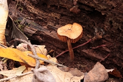 Cortinarius perviolaceus