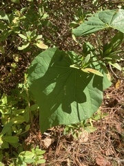 Matelea carolinensis
