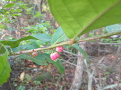 Glochidion harveyanum