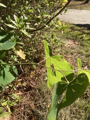 Matelea carolinensis
