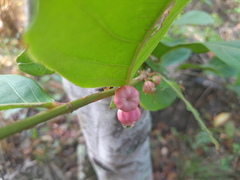 Glochidion harveyanum