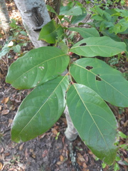 Glochidion harveyanum