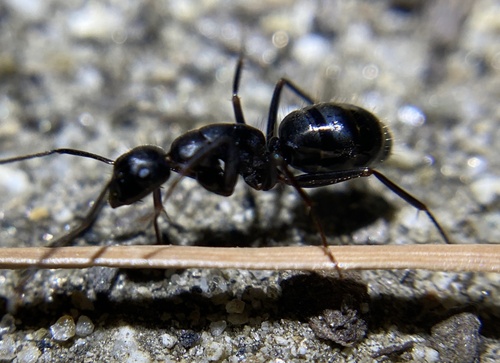 iNaturalist observation photo of Hairless Smooth Carpenter Ant