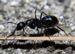 Camponotus laevigatus