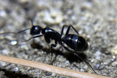 Camponotus laevigatus