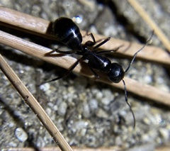 Camponotus laevigatus