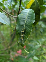 Papilio ulysses