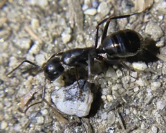 Camponotus laevigatus