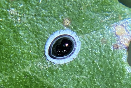 iNaturalist observation photo of Stanford's Whitefly