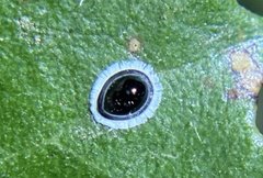 Tetraleurodes