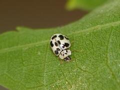Psyllobora picta