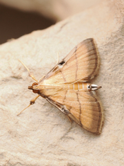 Cnaphalocrocis medinalis