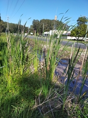 Typha orientalis