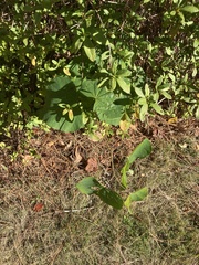 Matelea carolinensis