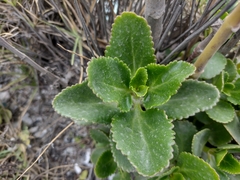 Kalanchoe densiflora