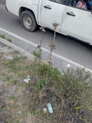 Kalanchoe densiflora