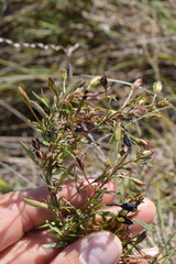 Mecardonia acuminata