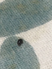 Coleoptera