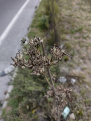 Kalanchoe densiflora