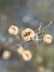 Verbascum blattaria