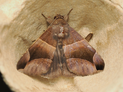 Bastilla maturescens