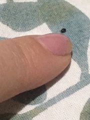 Coleoptera
