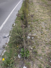 Kalanchoe densiflora