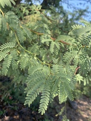 Prosopis pallida