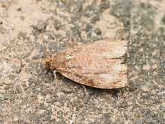 Sycacantha