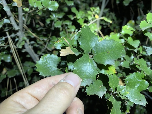 iNaturalist observation photo of canyon live oak