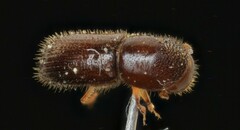 Xyleborinus saxesenii