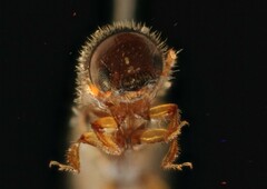 Xyleborinus saxesenii